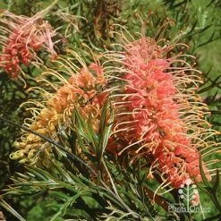 Grevillea Strawberry Pops -Eco Garden Shop apo grevillea strawberry pops flowers