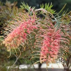 Grevillea Strawberry Pops -Eco Garden Shop apo grevillea strawberry pops in shade