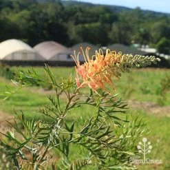 Grevillea Strawberry Pops -Eco Garden Shop apo grevillea strawberry pops nursery