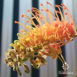Grevillea Strawberry Pops -Eco Garden Shop apo grevillea strawberry pops opening