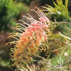 Grevillea Strawberry Pops -Eco Garden Shop apo grevillea strawberry pops sunlit