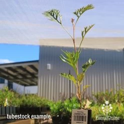 Grevillea Strawberry Pops -Eco Garden Shop apo grevillea strawberry pops tubestock