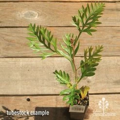 Grevillea Strawberry Pops -Eco Garden Shop apo grevillea strawberry pops tubestock top