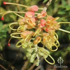 Grevillea Strawberry Sundae 13 Grevillea Strawberry Sundae -Eco Garden Shop apo grevillea strawberry sundae opening