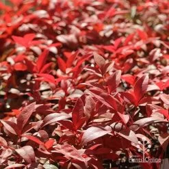 Nandina Gulf Stream 18 Nandina Gulf Stream -Eco Garden Shop apo gulf stream winter colour
