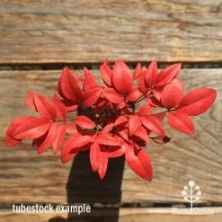 Nandina Gulf Stream 13 Nandina Gulf Stream -Eco Garden Shop apo gulf stream winter colour tubestock