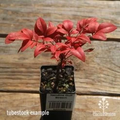 Nandina Gulf Stream 16 Nandina Gulf Stream -Eco Garden Shop apo gulf stream winter colour tubestock2