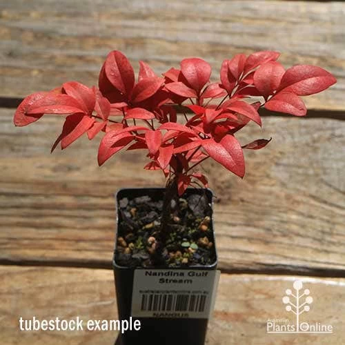 Nandina Gulf Stream 6 Nandina Gulf Stream - Image 6