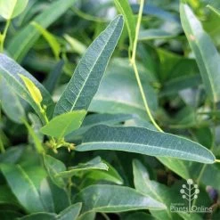 Hardenbergia Snow White - White Coral Pea -Eco Garden Shop apo hardenbergia snow white foliage