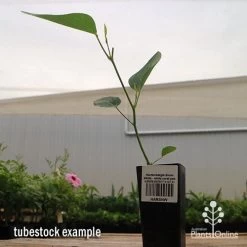 Hardenbergia Snow White - White Coral Pea -Eco Garden Shop apo hardenbergia snow white tubestock