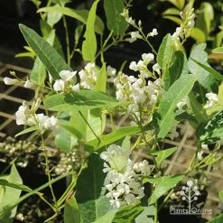Hardenbergia Snow White - White Coral Pea -Eco Garden Shop apo hardenbergia white flowering tubestock