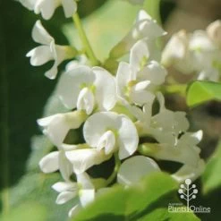 Hardenbergia Snow White - White Coral Pea -Eco Garden Shop apo hardenbergia white flowers