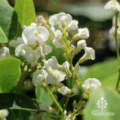 Hardenbergia Snow White - White Coral Pea -Eco Garden Shop apo hardenbergia white flowers2