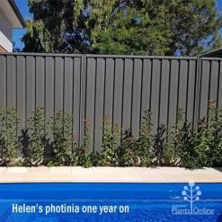 Photinia Thin Red -Eco Garden Shop apo helen wheadon photinia