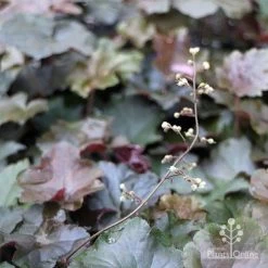 Heuchera Palace Purple - Coral Bells -Eco Garden Shop apo heuchera palace purple