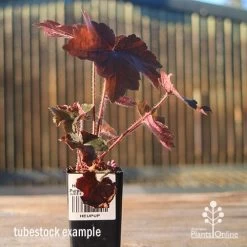 Heuchera Palace Purple - Coral Bells -Eco Garden Shop apo heuchera palace purple tubestock