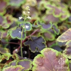 Heucherella Solar Eclipse - Foamy Bells 20 Heucherella Solar Eclipse - Foamy Bells -Eco Garden Shop apo heuchera solar eclipse dark