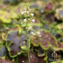 Heucherella Solar Eclipse - Foamy Bells 14 Heucherella Solar Eclipse - Foamy Bells -Eco Garden Shop apo heuchera solar eclipse flowers 1
