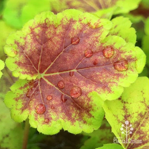 Heucherella Solar Eclipse - Foamy Bells 8 Heucherella Solar Eclipse - Foamy Bells - Image 8