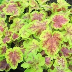 Heucherella Solar Eclipse - Foamy Bells 23 Heucherella Solar Eclipse - Foamy Bells -Eco Garden Shop apo heuchera solar eclipse plants