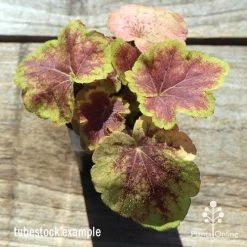 Heucherella Solar Eclipse - Foamy Bells 15 Heucherella Solar Eclipse - Foamy Bells -Eco Garden Shop apo heuchera solar eclipse tubestock top winter