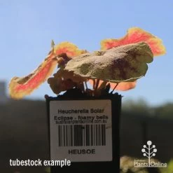 Heucherella Solar Eclipse - Foamy Bells 18 Heucherella Solar Eclipse - Foamy Bells -Eco Garden Shop apo heuchera solar eclipse tubestock winter