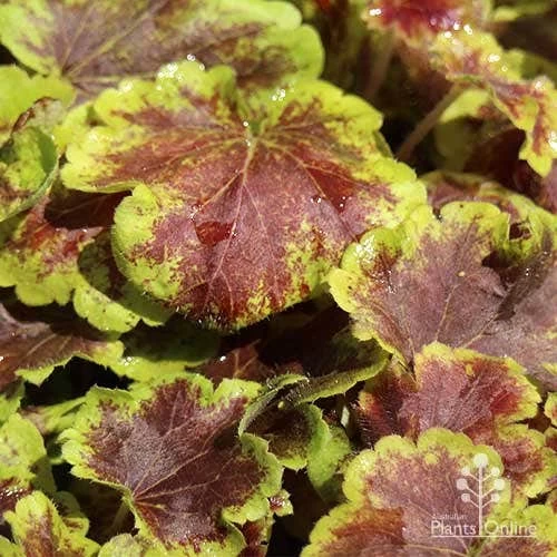 Heucherella Solar Eclipse - Foamy Bells 6 Heucherella Solar Eclipse - Foamy Bells - Image 6