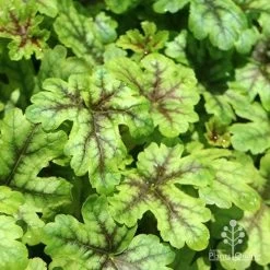 Heucherella Tapestry - Foamy Bells 22 Heucherella Tapestry - Foamy Bells -Eco Garden Shop apo heuchera tapestry