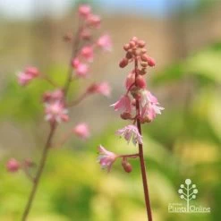 Heucherella Tapestry - Foamy Bells -Eco Garden Shop apo heucherella tapestry flowers 1