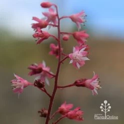 Heucherella Tapestry - Foamy Bells 21 Heucherella Tapestry - Foamy Bells -Eco Garden Shop apo heucherella tapestry flowers 2