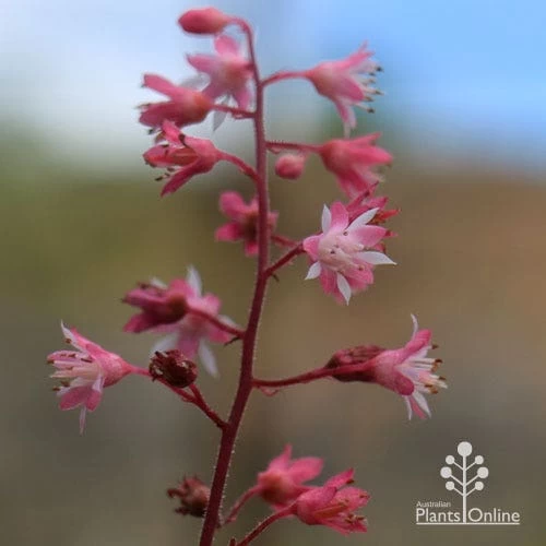 Heucherella Tapestry - Foamy Bells 9 Heucherella Tapestry - Foamy Bells - Image 9