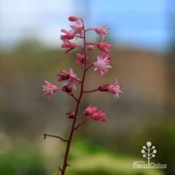 Heucherella Tapestry - Foamy Bells 24 Heucherella Tapestry - Foamy Bells -Eco Garden Shop apo heucherella tapestry flowers 3