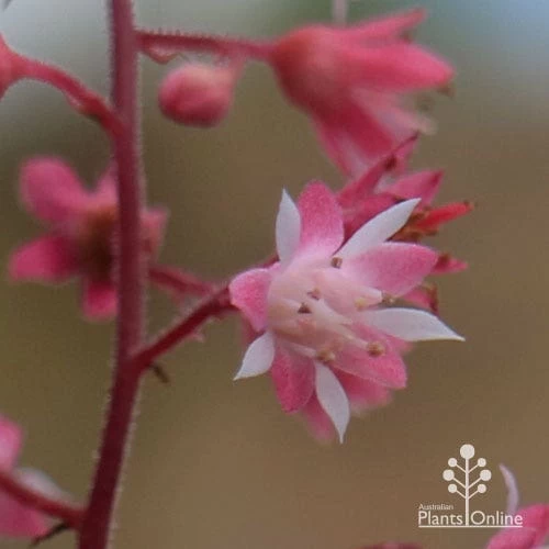 Heucherella Tapestry - Foamy Bells 4 Heucherella Tapestry - Foamy Bells - Image 4