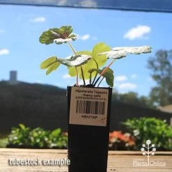 Heucherella Tapestry - Foamy Bells -Eco Garden Shop apo heucherella tapestry tubestock 1