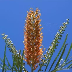 Grevillea Honey Gem 30 Grevillea Honey Gem -Eco Garden Shop apo honey gem flower blue sky