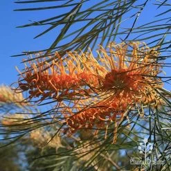 Grevillea Honey Gem 27 Grevillea Honey Gem -Eco Garden Shop apo honey gem grevillea flower foliage winter