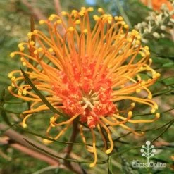Grevillea Honey Gem 26 Grevillea Honey Gem -Eco Garden Shop apo honey gem grevillea flower full open