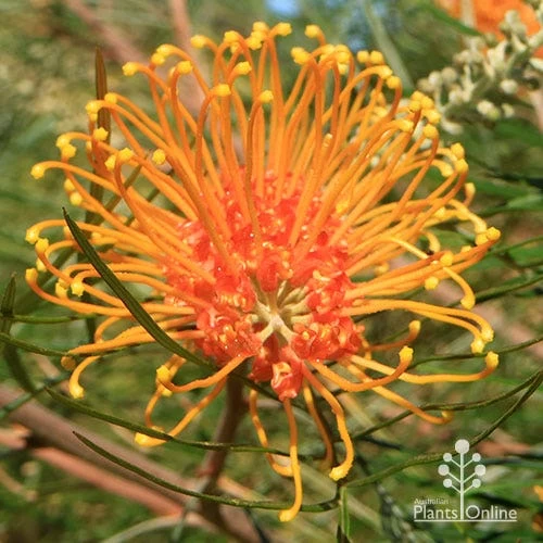 Grevillea Honey Gem 9 Grevillea Honey Gem - Image 9