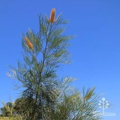Grevillea Honey Gem 29 Grevillea Honey Gem -Eco Garden Shop apo honey gem nursery blue sky