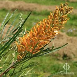 Grevillea Honey Gem 25 Grevillea Honey Gem -Eco Garden Shop apo honey gem nursery flower