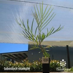 Grevillea Honey Gem 20 Grevillea Honey Gem -Eco Garden Shop apo honey gem tubestock large