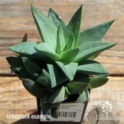Haworthia Savanna - Succulent 12 Haworthia Savanna - Succulent -Eco Garden Shop apo howarthia savanna lage size