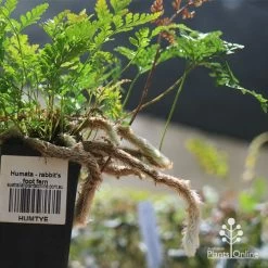 Humata - Rabbit's Foot Fern -Eco Garden Shop apo humata fern aerial roots