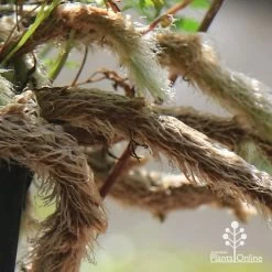 Humata - Rabbit's Foot Fern -Eco Garden Shop apo humata fern aerial roots close