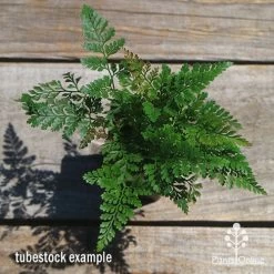 Humata - Rabbit's Foot Fern -Eco Garden Shop apo humata fern tubestock