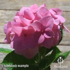 Hydrangea Alpengluhen -Eco Garden Shop apo hydrangea alpengluhen flower