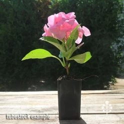 Hydrangea Alpengluhen -Eco Garden Shop apo hydrangea alpengluhen tubestock