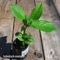 Hydrangea Jogasaki - Fireworks Hydrangea -Eco Garden Shop apo hydrangea fireworks tubestock