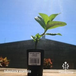 Hydrangea Jogasaki - Fireworks Hydrangea -Eco Garden Shop apo hydrangea fireworks tubestock2