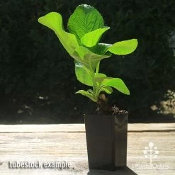 Hydrangea Assorted -Eco Garden Shop apo hydrangea macrophylla tubestock